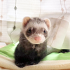 だいすけ