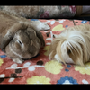 ご隠居🐰🐥⸒⸒
