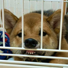 はるき