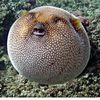 🐡ふく🐡