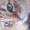 かっこいい猫