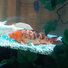 🐟赤城🐼🧸