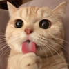 mikeにゃん🐱✌️