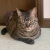 どんさん
