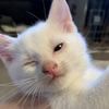 🐈 ͗ミ゛🐈‍⬛ ͗