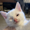 🐈ﾐ🐈‍⬛⸒⸒⸒⸒