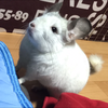 とみー