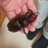 にく