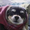 けんすけ