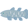 シーラカンス🐟