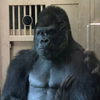 🦍さー助ゆんたまりあ🍶