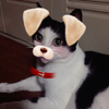 66🐈‍⬛🐾