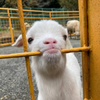 さいら🌿🐐,,,