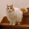 きなこ
