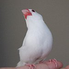 山田(鳥)🦢🩰