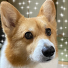 🐕コーギー🤘