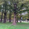 テッシー🌳