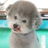 🐩どりちゃん🐇🐌