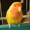 ハナ