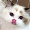 🐈‍⬛🐈‍⬛