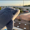 つよぽん🐬