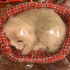 秋戸    翼