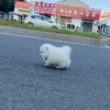 けい