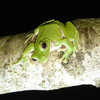 近所のかえる🐸