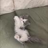🐈