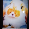 Soraﾁｬﾝ🐇