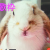 Sora Chan 🐇♥️