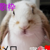 Sora Chan 🐇♥️