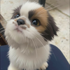 ポチ