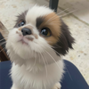 ポチ