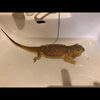 ダイゴロン