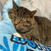 おかもとせつな