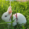 しほ❤🐇