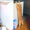 まんだ🐈🍶