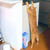 まんだ🐈🍶