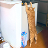 まんだ🐈🍶
