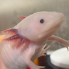 たい焼き 