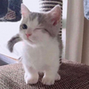 かつくん