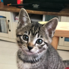 ねこ🐱