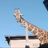 ジャニズの嫁