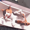 猫仙人＃ぽちゃん🧈