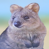 🍀🥺なおとらたん