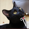 にゃおり