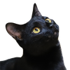 にゃおり