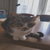 🐱にゃんこ🍀🍒