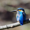 ばびばび(84)